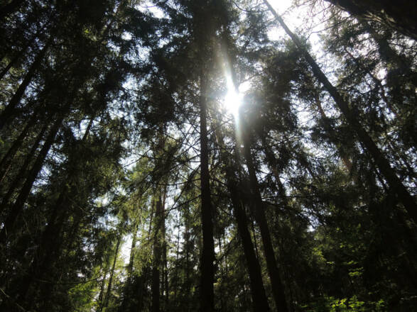 Die Sonne scheint durch die Baumwipfel.