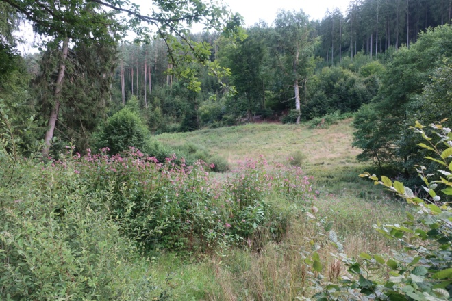 Das Bachtal im Mönchrödener Forst