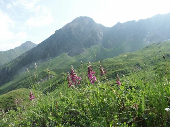Alpenblumen