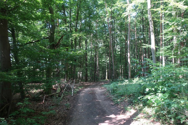 Im Wald nördlich von Buch am Forst