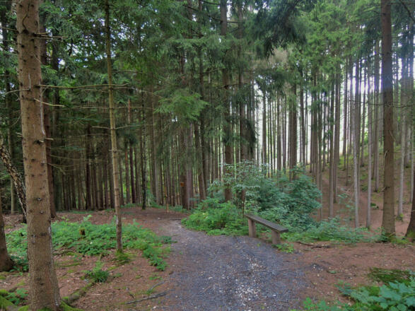 Weg durch den Wald zur Göritzenquelle