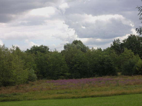 Blütenmeer auf dem Weg zur Göritzenquelle