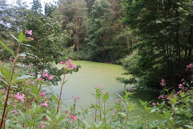 Teich im Mönchrödener Forst