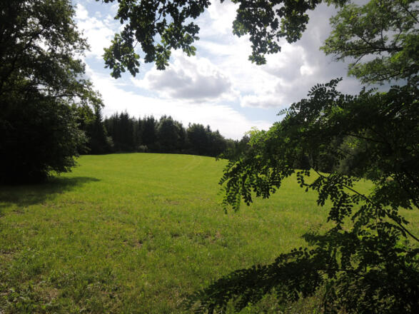 Blick auf die satten Wiesen am Waldweg
