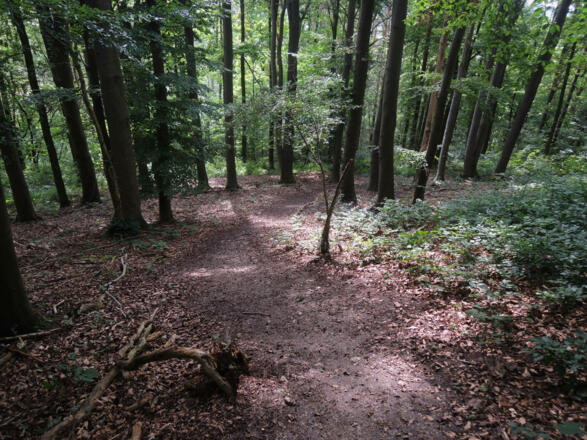 Waldpfad in Richtung Creidlitz