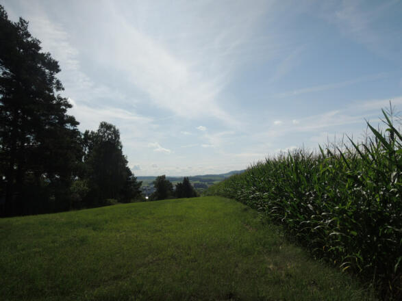 Ausblick auf die sanfte Hügellandschaft des Coburger Landes