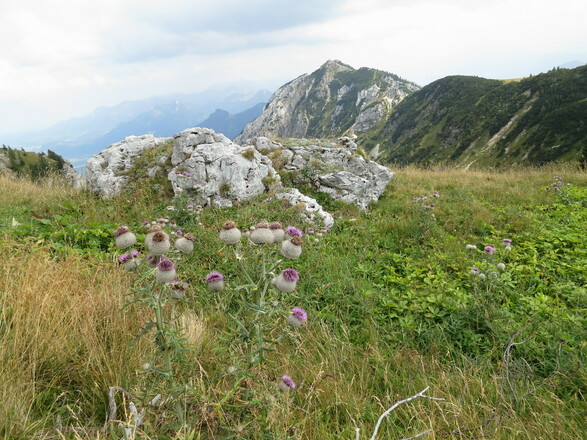 Blick Soinwand zum Wildalpjoch