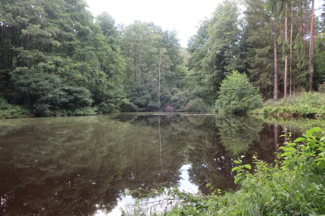 Teich im Mönchrödener Forst