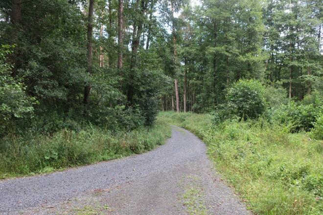 Durch den Mönchrödener Forst