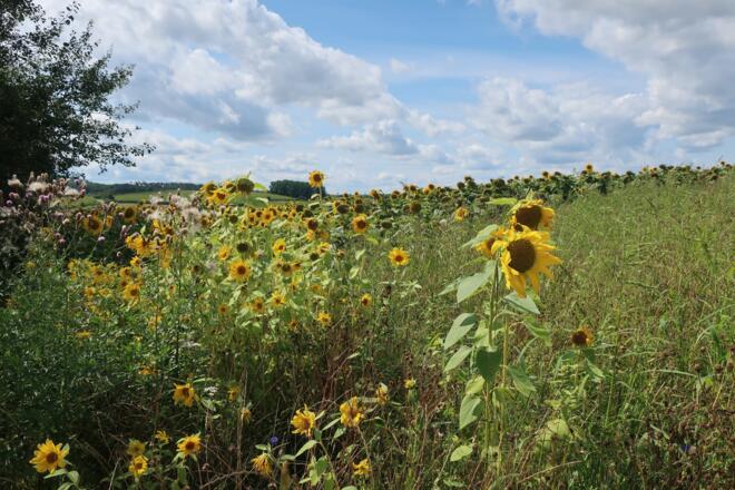 Sonnenblumenfeld am Wegesrand