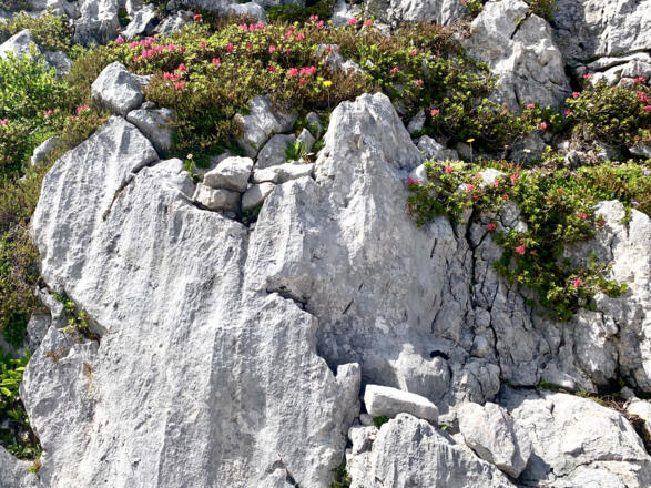 Alpenrosen auf Dachsteinkalk