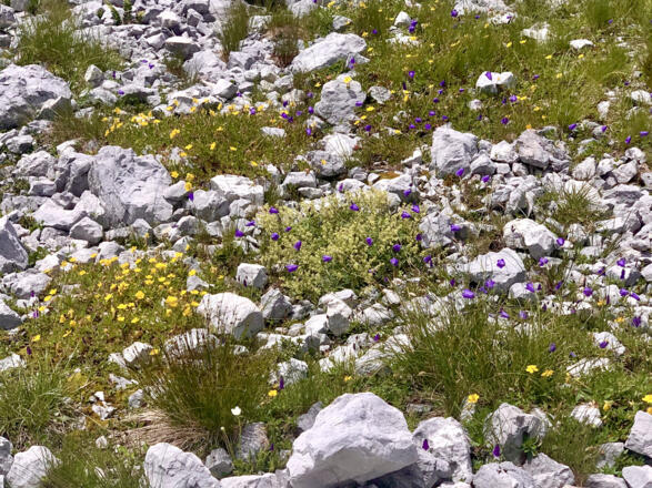 Dachstein Flora