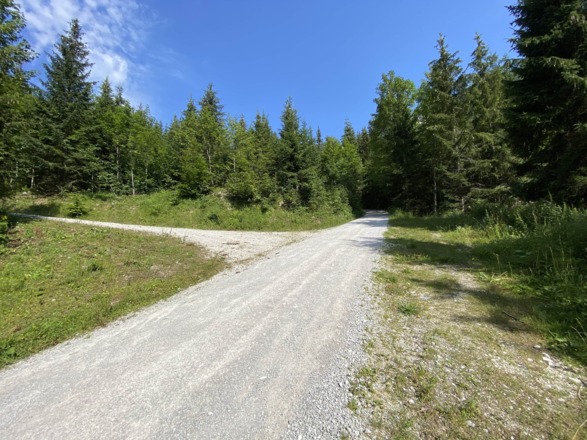 Über die Forststraße auf die Hochalm