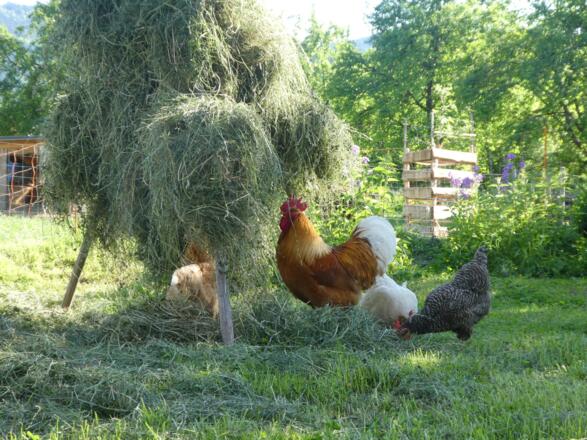 Unsere Hühner