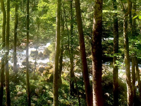 Waldbach im hinteren Echerntal in Hallstatt