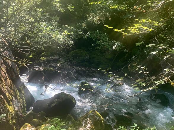 Waldbach im Echerntal in Hallstatt