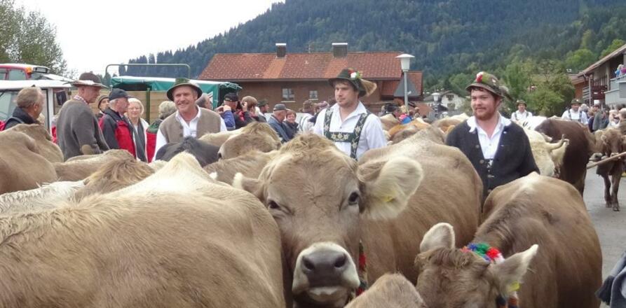 Viehscheid in Bolsterlang