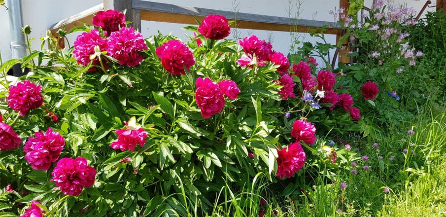 Garten zum entspannen