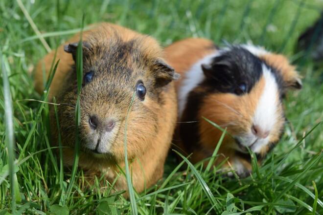 Meerschweinchen zum Streicheln