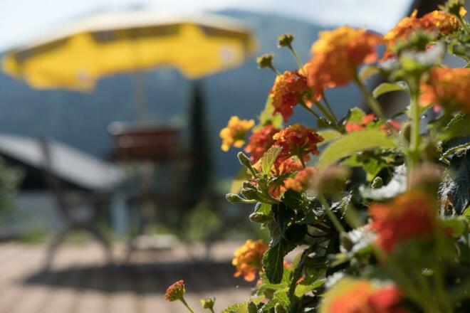 Blumen auf der Sonnenterrasse