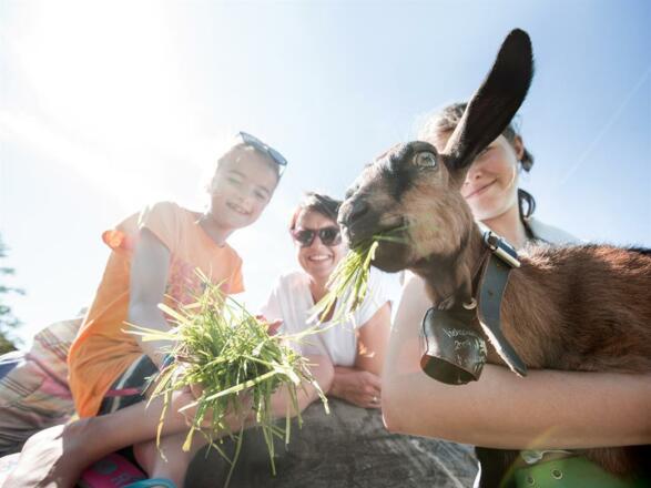 Streichelzoo am Haus
