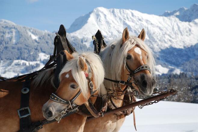Pferde Winter