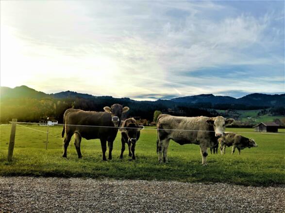 Ferienwohnung Edelweiss, Heidi 12