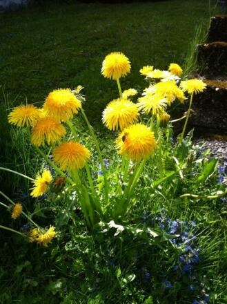 Löwenzahlblüte im Mai