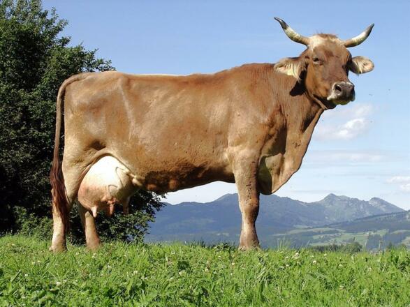 Mutterkuh auf der Wiese