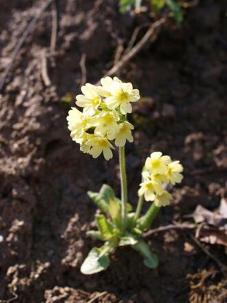 Blume
