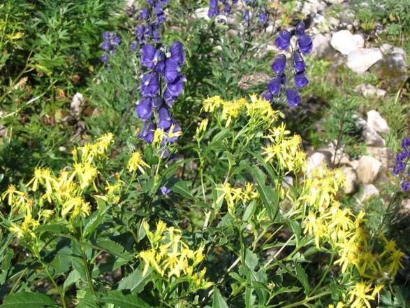 Eisenhut u. Kreuzkraut