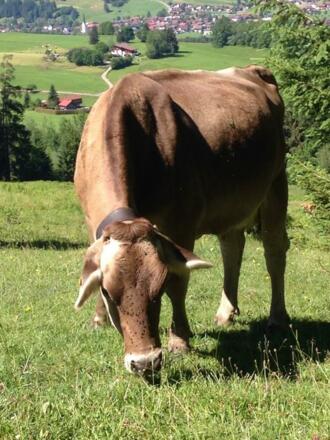 Allgäuer Kuh bei Malerwinkel