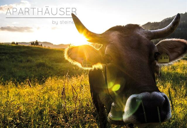 Neugierige Kühe direkt am Haus