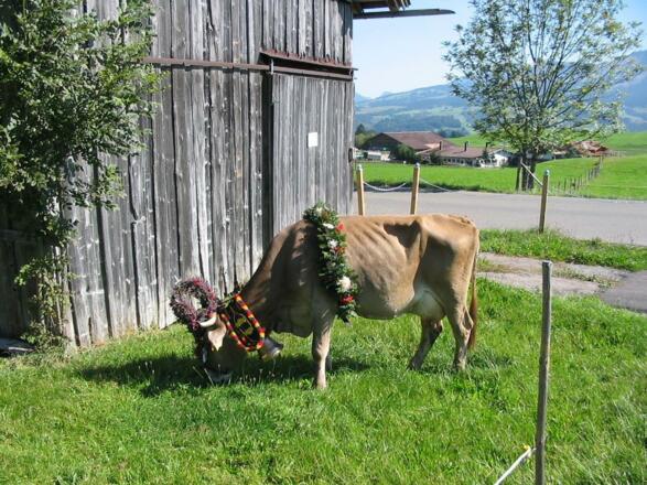 Viehscheid - unsere Mira war die Beste