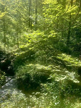 Waldbach im Echerntal in Hallstatt