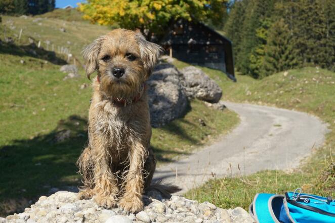 Brave Hunde sind auf unserem Hof willkommen