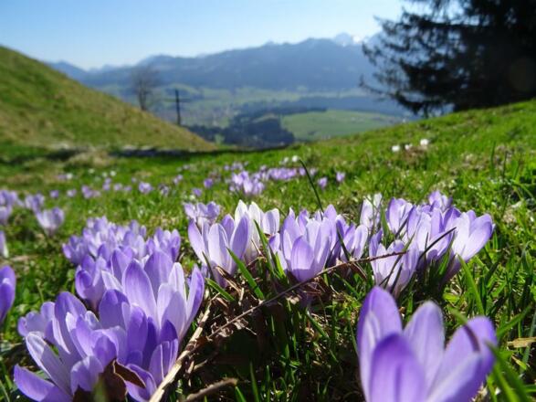 Sonderdorfer Kreuz - Korkusblüte