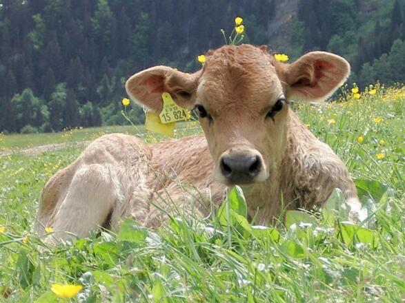Kalb auf der Wiese