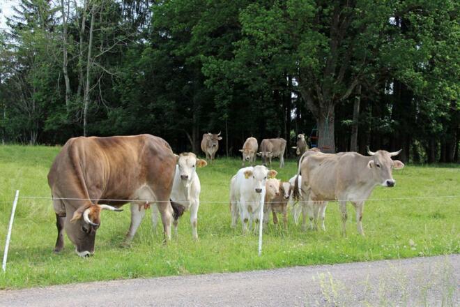 Unsere Mutterkuh-Herde auf der Weide