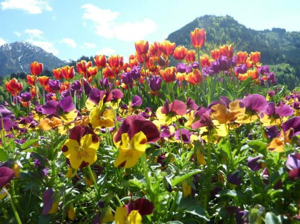 Blumenberge