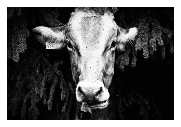 ende Mai kommen die Kühe auf die Wiesen