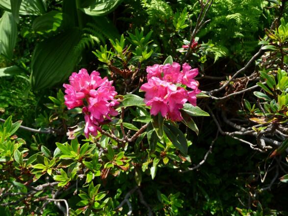 Alpenrose am Rangiswanger Horn