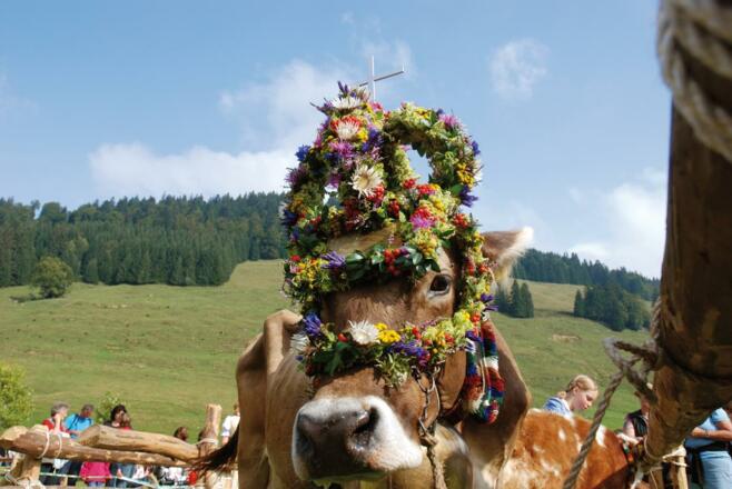 Kranzkuh_Hoernerdoerfer_g