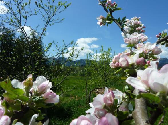 Apfelblüte mit Hörnerkette