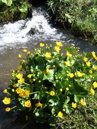 Frühlingsgrüße mit Sumpfdotterblume