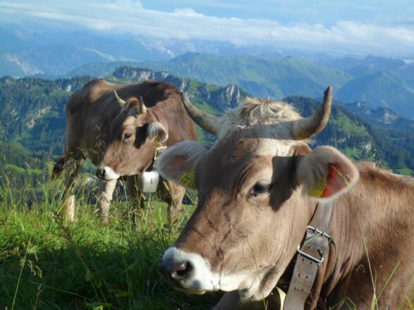 Auf der Alpe