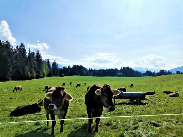 Ferienwohnung Edelweiss, Heidi 10