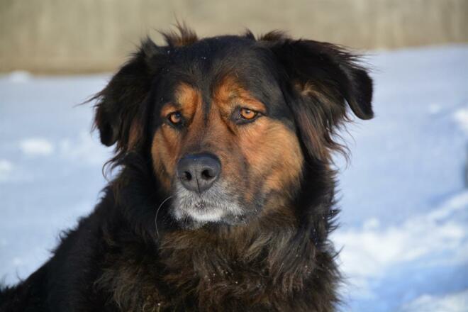 Hofhund Nico