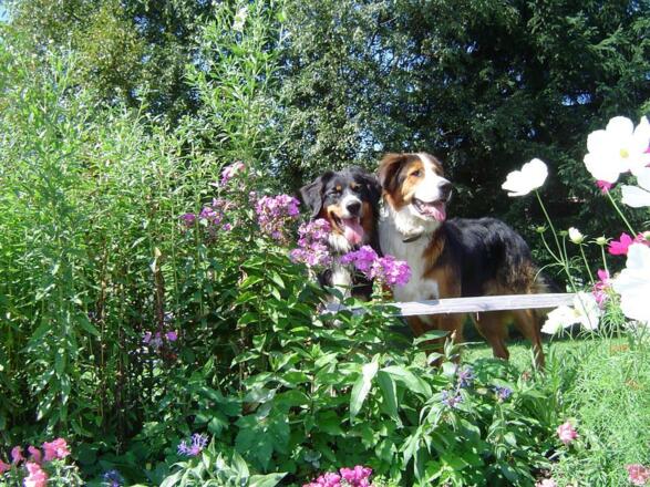 Unsere lieben Hunde Leo und Nico