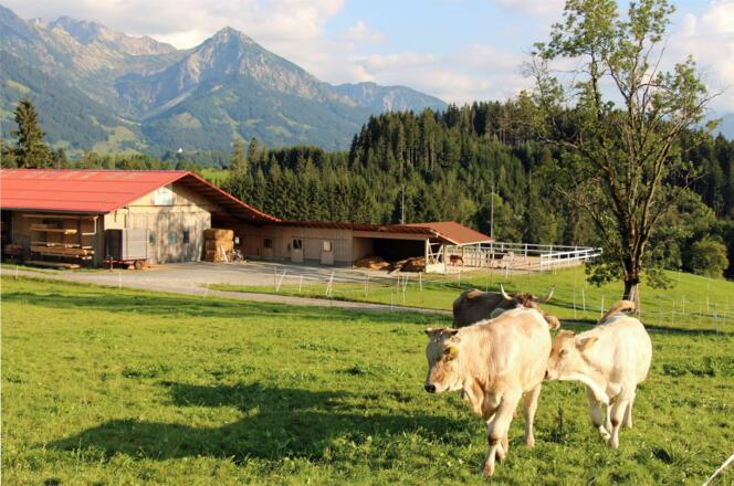 Unsere Herde genießt den Bergblick